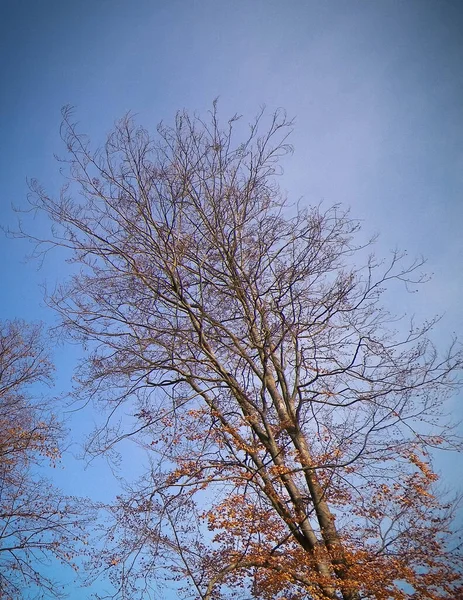 Doğanın Arka Planı Olarak Sonbahar Ağaçları Doğa Konsepti — Stok fotoğraf