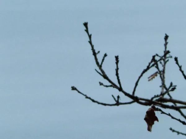 Abstraktes Foto Eines Herbstzweiges Als Hintergrund Der Natur Abstrakter Filter — Stockfoto