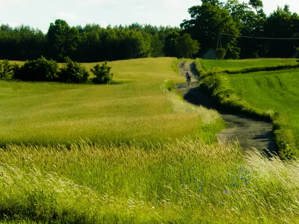Kır manzarası, tipik Polonya doğası. Tarlalar, çayırlar Yaz zamanı.