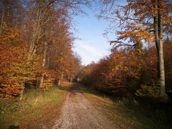 秋の森の中の道路の風景 ポーランドの自然 秋の季節 — ストック写真