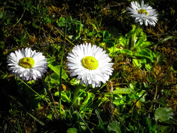 Nahaufnahme Von Gänseblümchen Natur Hintergrund Frühling Jahreszeit Natur — Stockfoto