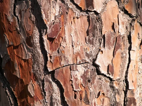 Corteza Árbol Como Fondo Natural Tronco Copiar Espacio Concepto Naturaleza —  Fotos de Stock