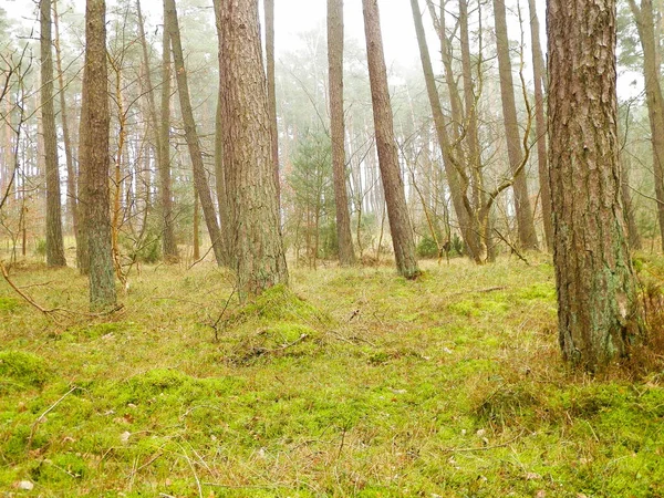 Het Dennenbos Het Kustgebied Van Oostzee Vakantie Toerisme Prachtige Natuur — Stockfoto