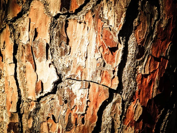 Corteza Árbol Como Fondo Natural Tronco Copiar Espacio Concepto Naturaleza — Foto de Stock