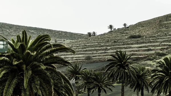 Haria Palms Lanzarote Kanarya Adaları Haria Binlerce Palmiye Şehri Adı — Stok fotoğraf