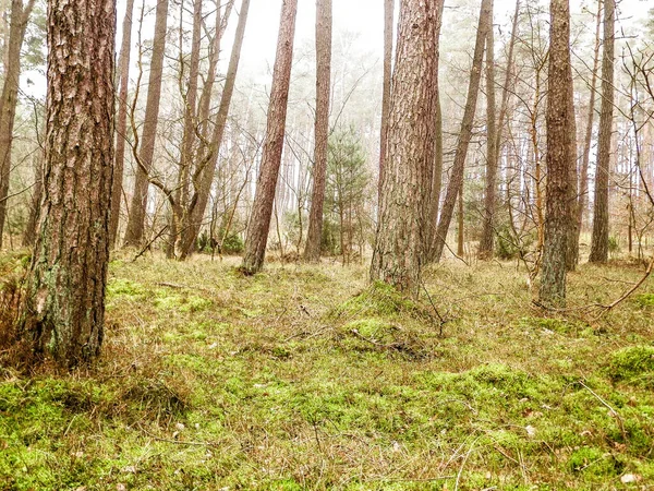 Het Dennenbos Het Kustgebied Van Oostzee Vakantie Toerisme Prachtige Natuur — Stockfoto