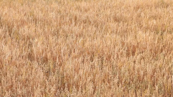 Campo Aveia Como Fundo Natureza Espaço Cópia Conceito Agricultura — Fotografia de Stock