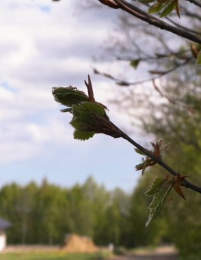 Yeşil yaprağı kapat. Bahar doğasını uyandırmak.