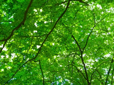 Orman ağaçları doğanın arka planıdır. Yeşil yapraklı dallar, yazın Polonya doğası, kopyalama alanı.