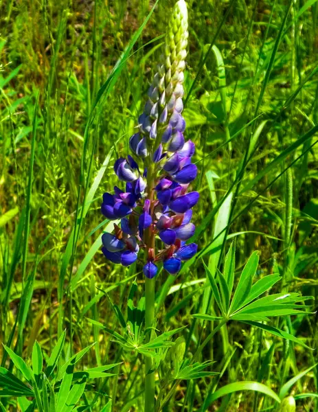 Primer Plano Flor Altramuz Azul Lupinus Naturaleza Polaca Hora Verano —  Fotos de Stock
