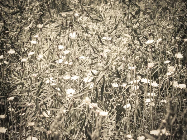 Rét Tele Virágokkal Mint Természet Háttere Szepiaszűrő Tónusa — Stock Fotó