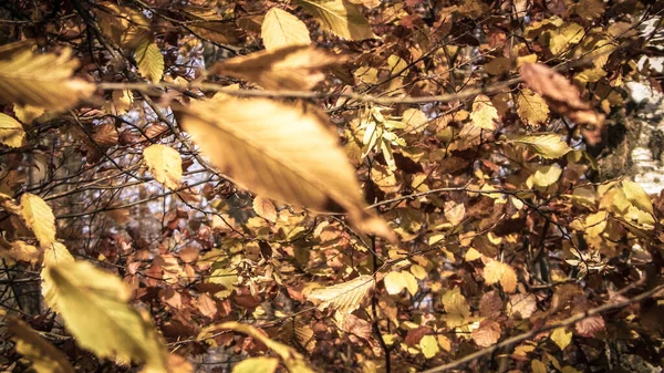 Herbstliche Blätter Als Hintergrund Der Natur Goldene Herbstfarben Naturkonzept — Stockfoto