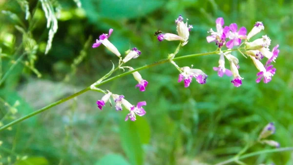 ピンクの花を閉じます ポーランド トゥコラ州の夏の自然 — ストック写真