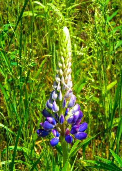 Gros Plan Fleur Lupin Bleu Lupinus Nature Polonaise Heure Été — Photo