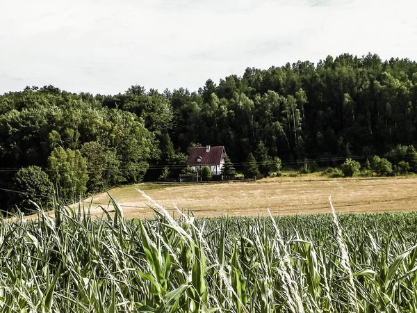 Maisons Campagne Collines Krzeszna Région Kashubian Pologne Ferme Traditionnelle Champs — Photo