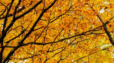 Sonbahar ağaçlarının dalları doğal arka plan olarak. Altın sonbahar, kopyalama alanı.