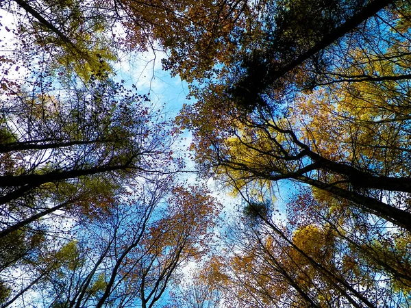 Autumn Trees Blue Sky Nature Background — Stock Photo, Image