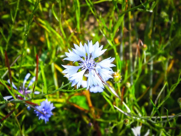 Prairie Avec Des Fleurs Iris Comme Fond Nature Concept Nature — Photo
