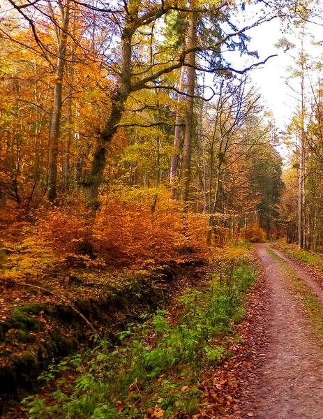 秋天的森林景观 金色的波兰秋天自然概念 — 图库照片