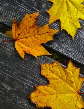 Sonbahar yaprakları doğanın arka planı olarak ahşap tahta üzerinde. Boşluğu kopyala.