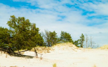 Stilo 'daki kum tepeleri, Leba. Kuzey Polonya 'nın kıyı bölgesi.