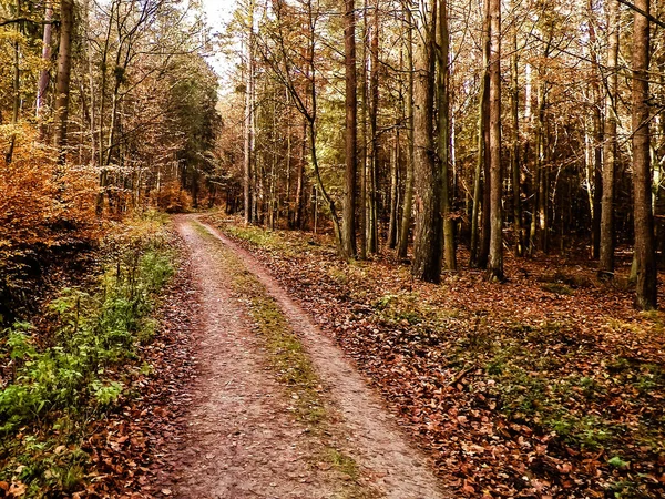 Осенний Лесной Пейзаж Золотая Польская Осень Концепция Природы — стоковое фото