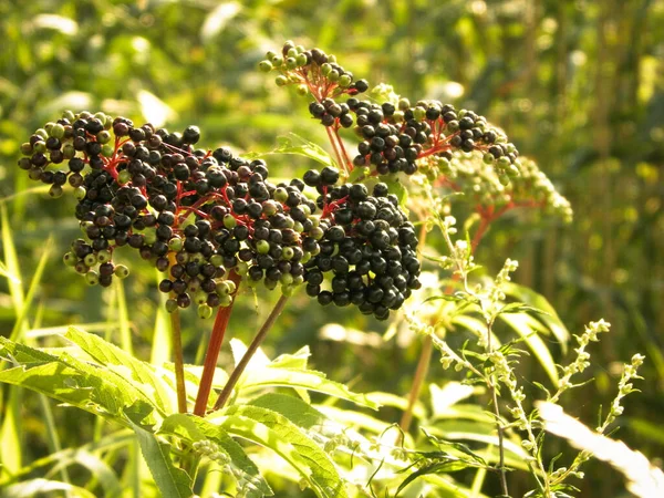 Nahaufnahme Von Waldbeeren Mittelmeerflora — Stockfoto