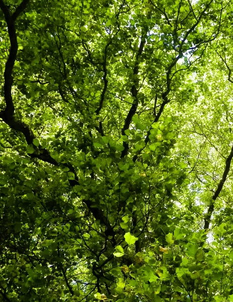 Nahaufnahme Von Grünen Blättern Auf Ästen Als Hintergrund Der Natur — Stockfoto