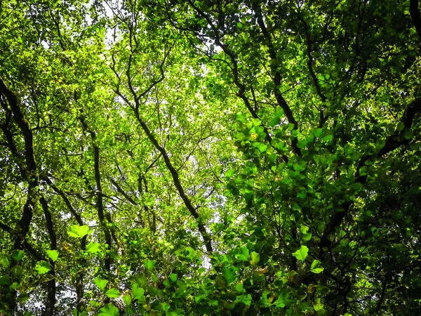Nahaufnahme Von Grünen Blättern Auf Ästen Als Hintergrund Der Natur — Stockfoto
