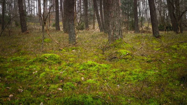 Borový Les Pobřežní Zóně Baltského Moře Dovolená Cestovní Ruch Krásná — Stock fotografie