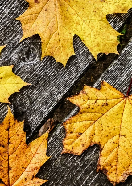 Hojas Otoño Sobre Tabla Madera Como Fondo Natural Copiar Espacio —  Fotos de Stock