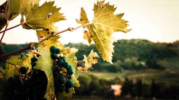 Großaufnahme Von Traubenfrüchten Weinstock Landwirtschaft Und Naturkonzept Kopierraum — Stockfoto