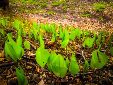 Ormanda yetişen küçük yeşil bitkilere yakın. Doğa arkaplanı.