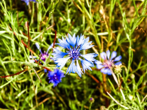 Wiese Mit Irisblumen Als Hintergrund Der Natur Sommerliches Naturkonzept — Stockfoto