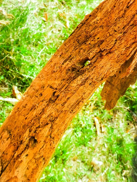 Zbliżenie Zgniłego Drewna Większy Problem — Zdjęcie stockowe