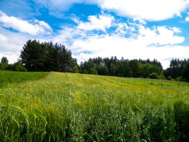 Pelcznica Ulusal Parkı 'ndaki ormandaki çayır. Kuzey Polonya 'nın güzel doğası.