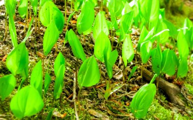 Ormanda yetişen küçük yeşil bitkilere yakın. Doğa arkaplanı.