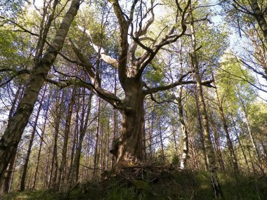 Polonya 'daki Slovincian Ulusal Parkı' nda meşe ağacı. Kıyı bölgesi. Kuzey Polonya 'nın Doğası.