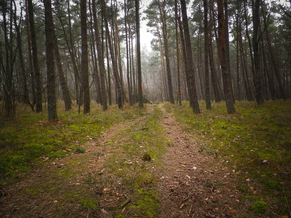 Krajina Borového Lesa Pobřežní Zóně Baltského Moře Krásná Příroda Severního — Stock fotografie