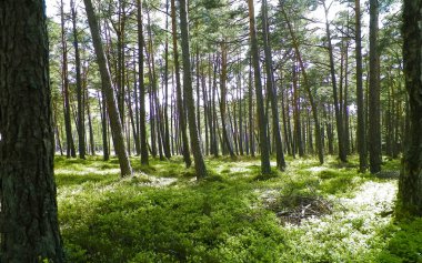 Stilo Polonya 'daki çam ormanı. Kıyı bölgesi. Kuzey Polonya 'nın Doğası.