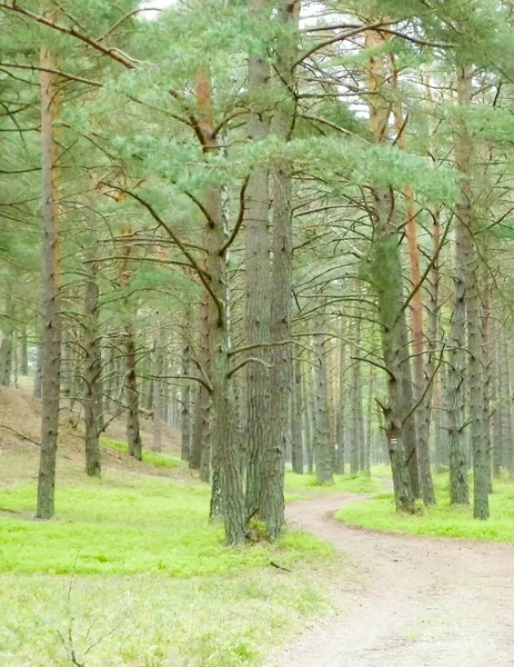 Forêt Pins Stilo Pologne Zone Côtière Nature Nord Pologne — Photo