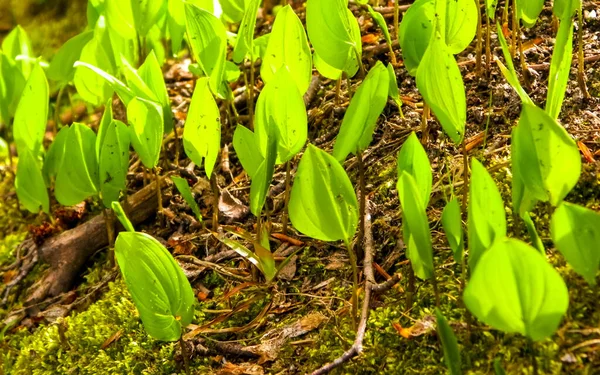 Närbild Små Gröna Växter Som Växer Skogen Naturbakgrund Stockbild