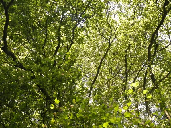 Nahaufnahme Von Grünen Blättern Auf Ästen Als Hintergrund Der Natur — Stockfoto