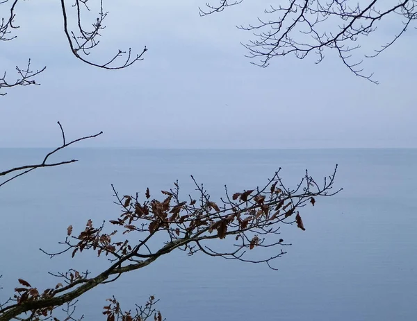 自然の背景としての秋の枝とバルト海の抽象写真 アブストラクトフィルタートーン コピースペース — ストック写真