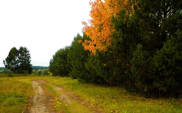 Premiers Jours Automne Arbre Couleur Orange Région Kashubian Pologne Concept — Photo