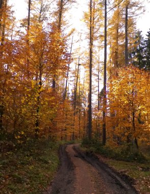 Kuzey Polonya 'da sonbahar ormanı. Doğanın güzelliği