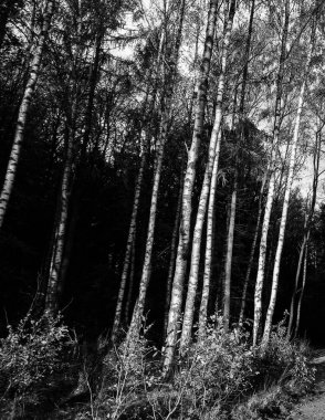 Derin otonal orman manzarası. Siyah ve beyaz filtre tonu.