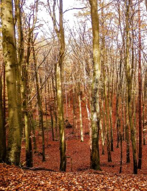 Sonbaharda Polonya ormanı. Doğa konsepti.