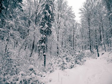 Wiezyca bölgesinde karlı bir orman. Kashubia Kuzey Polonya. Kış doğasının güzelliği.