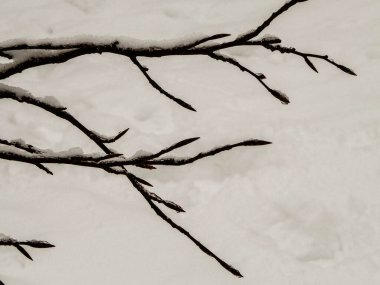 Kış mevsimi konsepti - dallarda beyaz kar. Doğa arkaplan, sanat filtresi tonu.